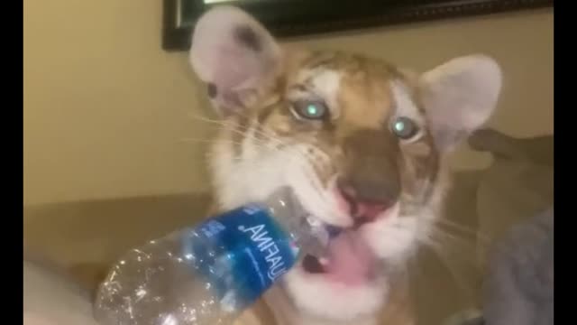 Why is the tiger biting the mineral water bottle?