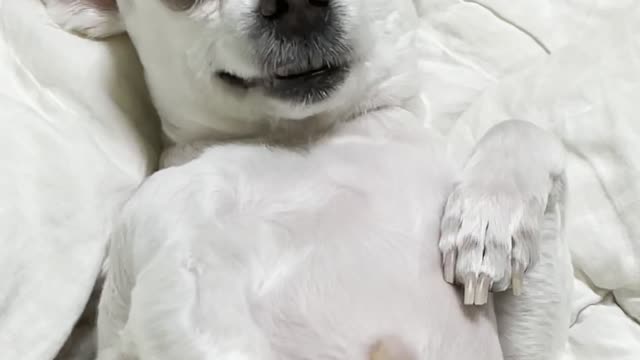 행복한 강아지, 미소 강아지, 즐거운 강아지