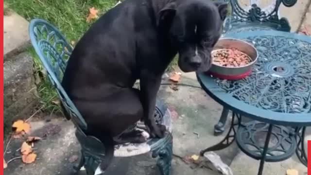 Dogs And Bowls