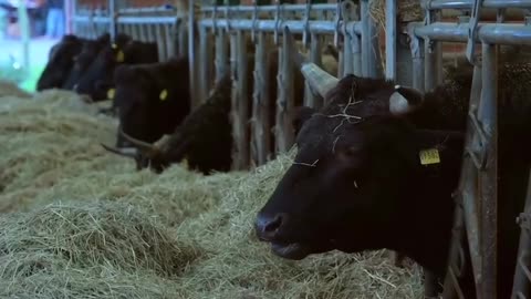 Hauptsache ihr lasst die Finger von den Tieren !
