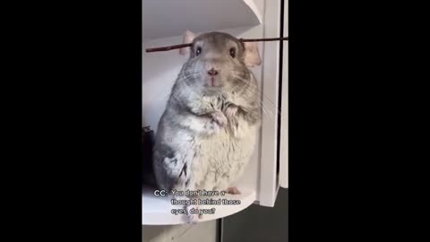 Funny animal videos