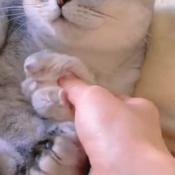 Cat and mouse, Tom and Jerry