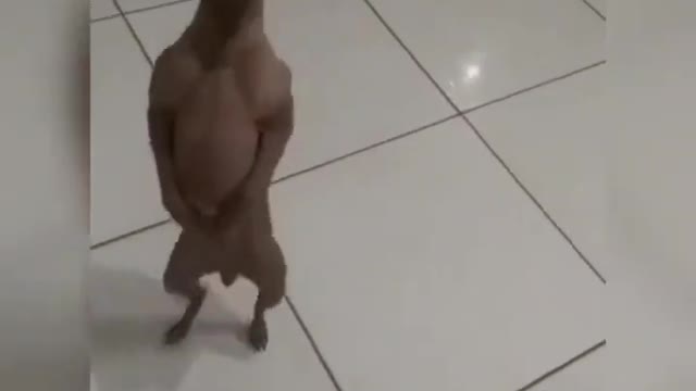 DANCING DOG