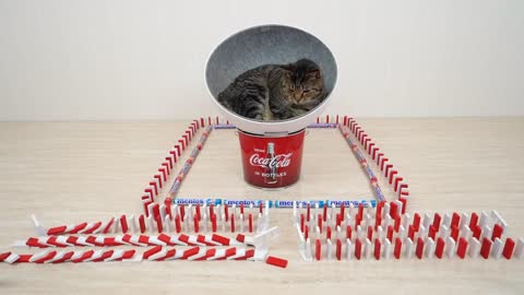 Cats and Mentos Cola Dominoes