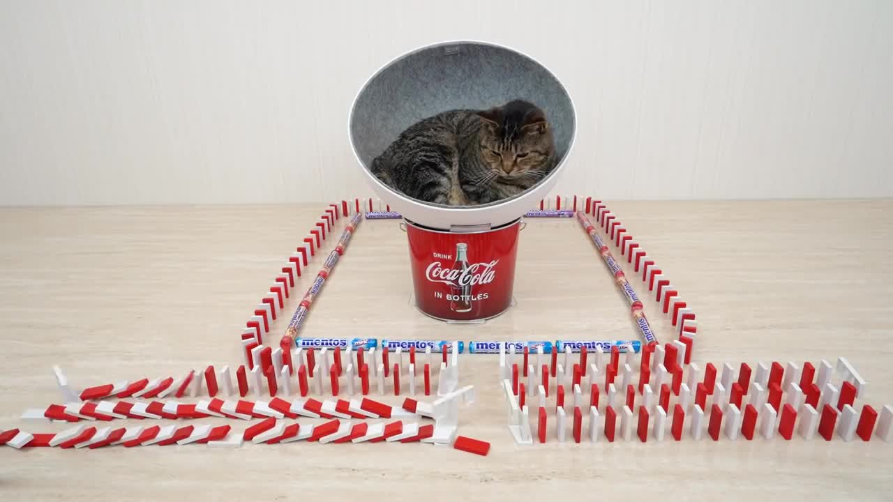 Cats and Mentos Cola Dominoes