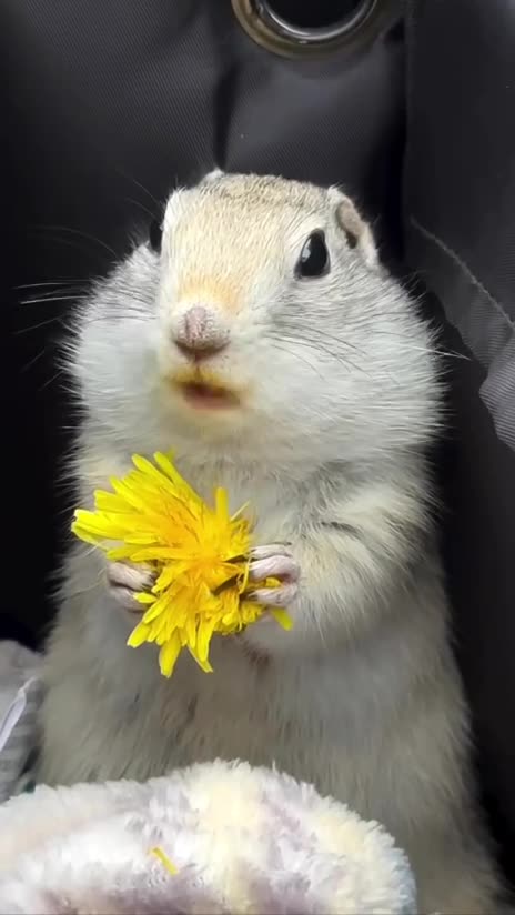 Very yummy dandelion 😊