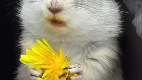 Very yummy dandelion 😊