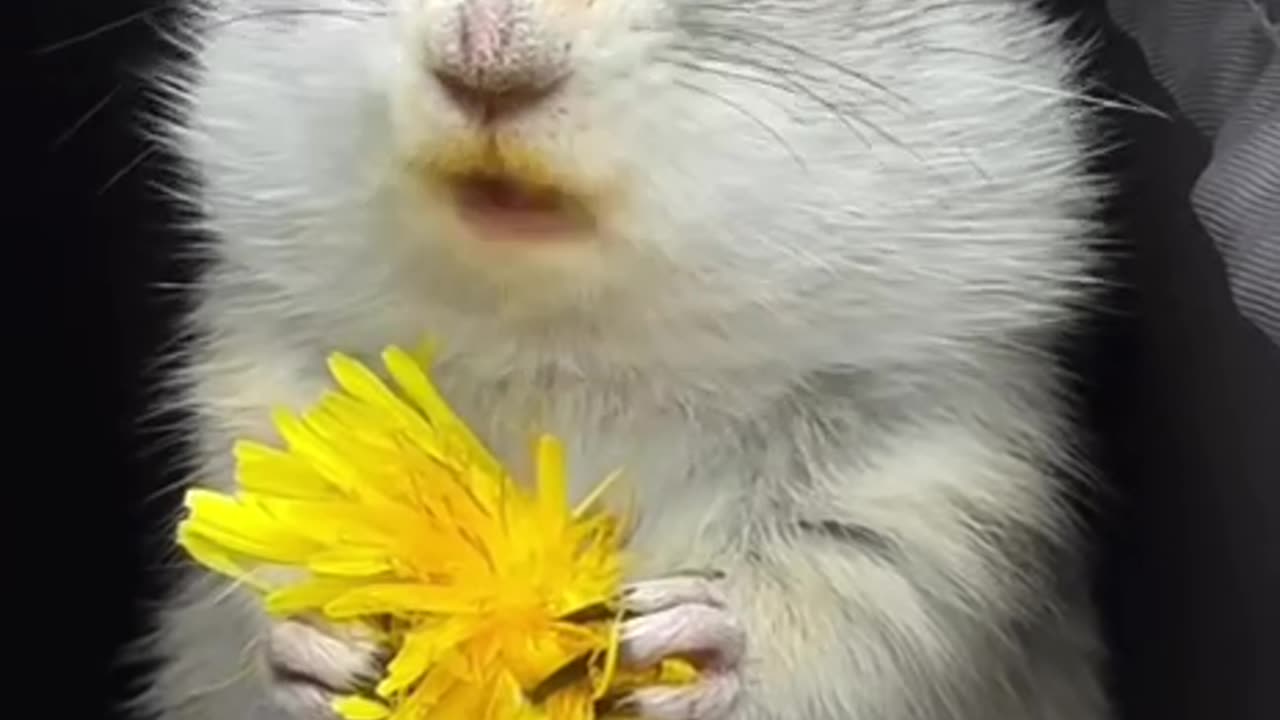 Very yummy dandelion 😊