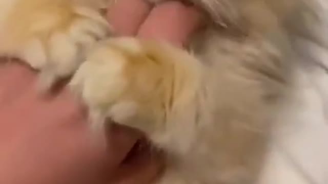 Cat video