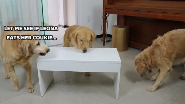 WHO EATS FASTER- Our Pets 🐶