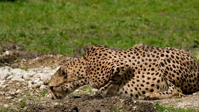 The way cheetahs drink water.