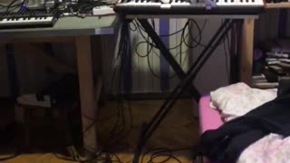 Cat Playing Horrifying Music on Synthesizer