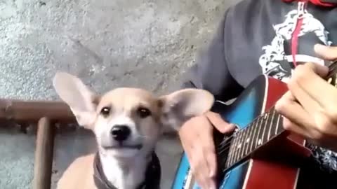 Dog singing