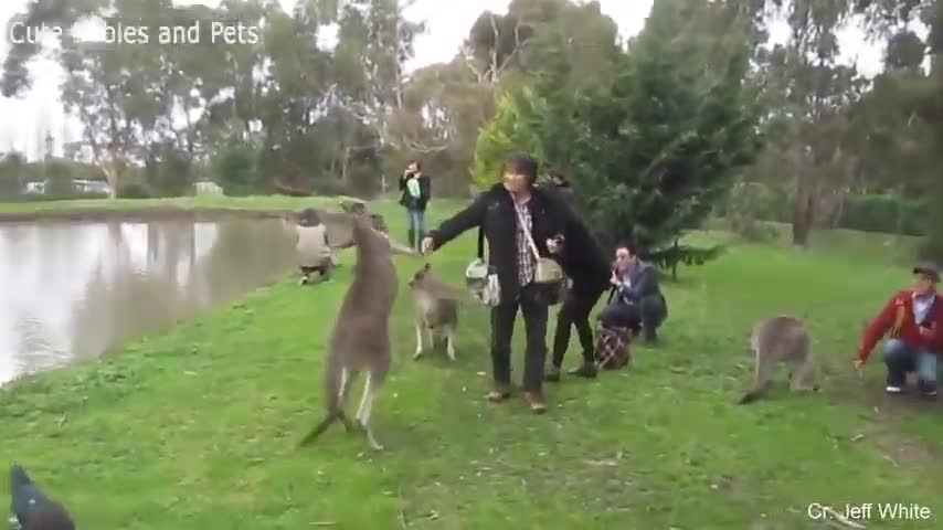 Funny Animals Chasing and