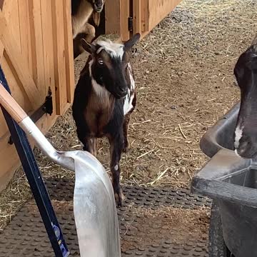 GOATS Listening to Big Band 05.2021