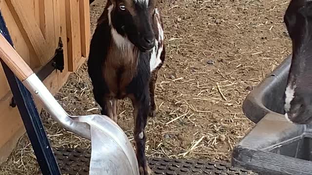 Goats Listening to Big Band 05.2021