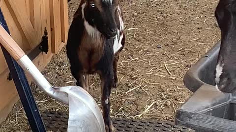 Goats Listening to Big Band 05.2021