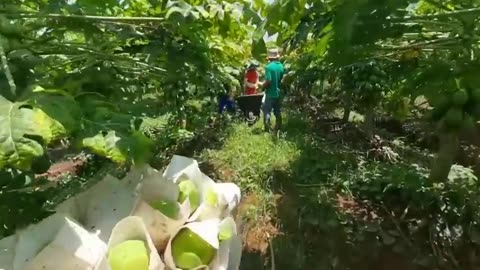 How to Grow 69.000 Tons of Papaya in Greenhouse and Harvest - Modern Agriculture Technoloy