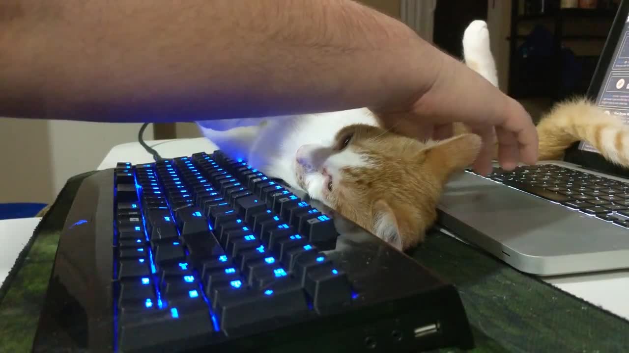 Typing on my loud keyboard while my cat tries to sleep on it.