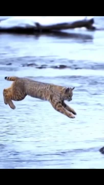 Tiger Pub Jump Viral Animals Video Clip Funny Animals YouTube #Shorts