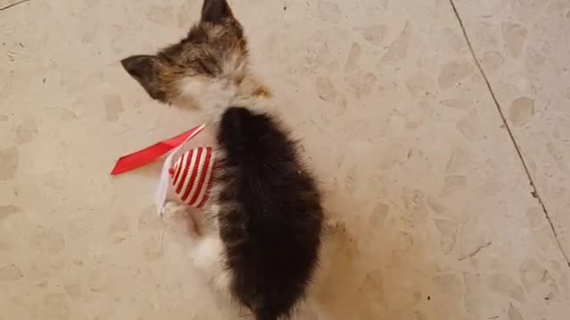 Just a Small Kitten Loves ur New Toy