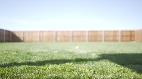 Shih tzu/puppy shih tzu dog playing on freshly cut grass