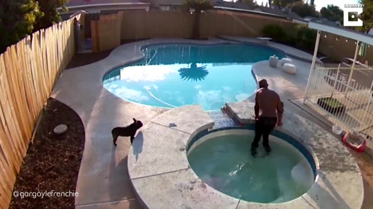 Man Rescues Puppy From Drowning In Backyard Pool