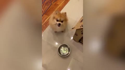 The dieted pomeranian was surprised by his portion and made me laugh