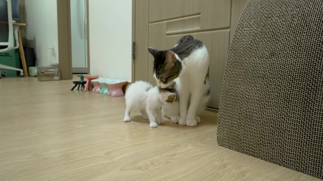 The Big Cat Wants to Take Care Of the Rescued Kitten