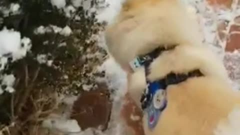 Dog Footprints on the Snow