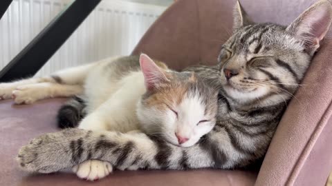 Cute Cats Sleeping Together