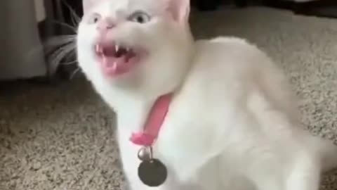 Cute Cat Singing Ah Aaaaa aa