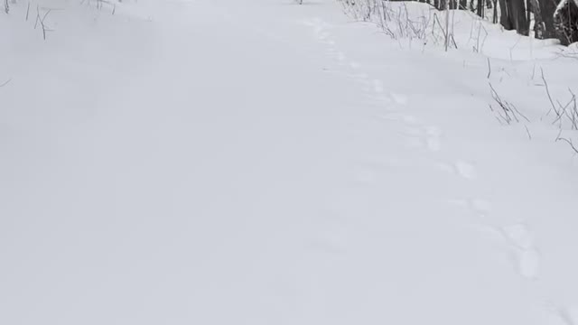 Harley in the snow