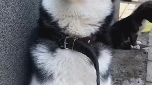 The rod throws the dog to bite