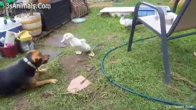 Dogs and Ducks Playing.