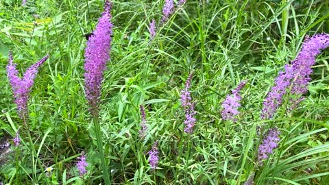 bees and flowers