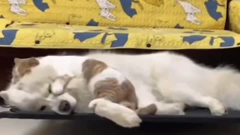 A cat and a dog cute together ( Cute video )