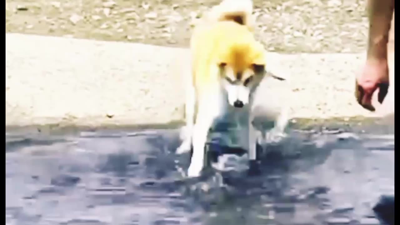 FUNNY ANIMAL VIDEO