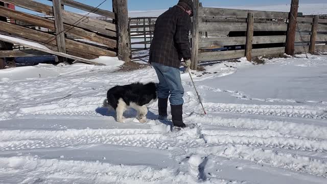 Rex Border Collie