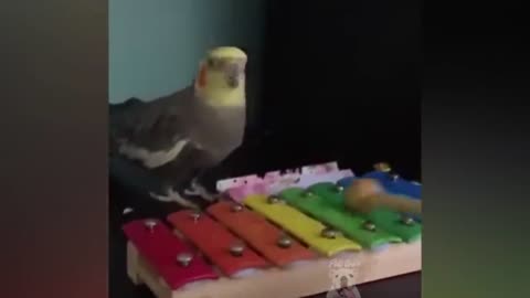 Funny parrot talking and demonstrating