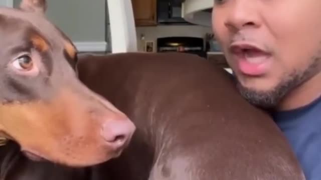 The reaction of these dogs lol