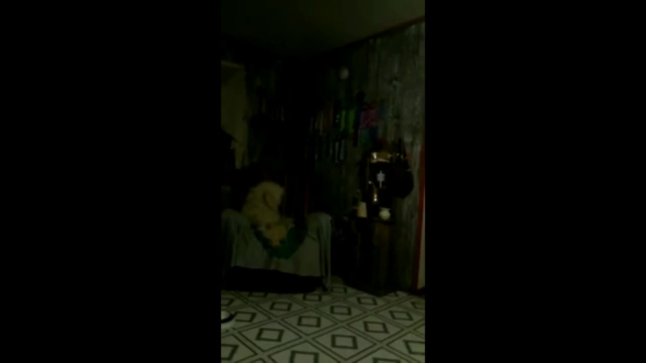 PRANKED MY POODLE WITH TOOT BOX TOY