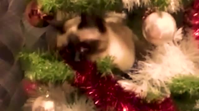 Funny cat. Funny animals. Mоsya