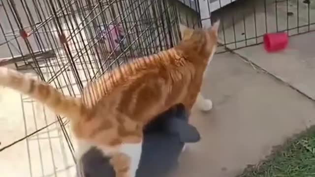 Bunny that like to walk under the cat