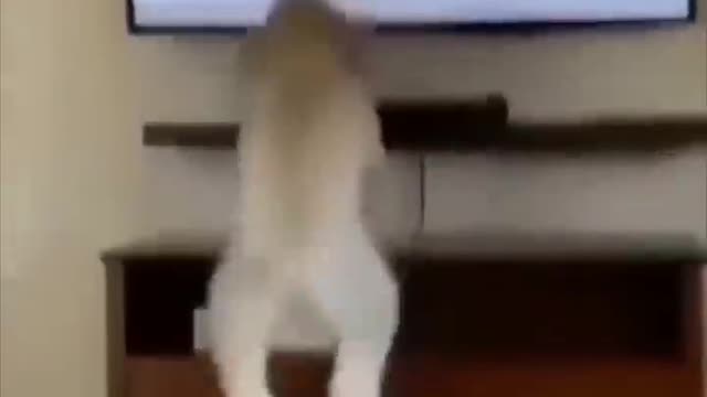 Funny Animals Compilation 2