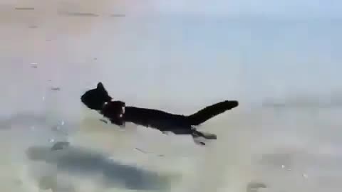 Cat going for a Quick Swim