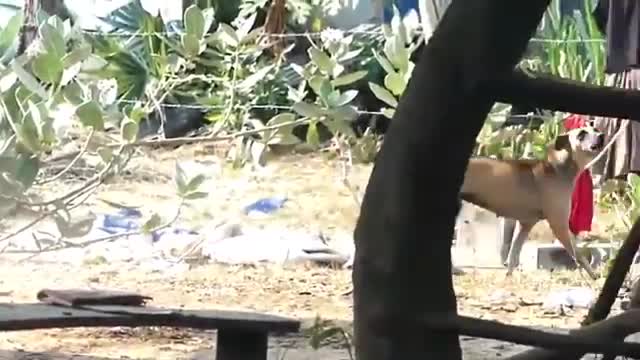 Troll Prank!! Funny Dog & fake Lion and Fake Tiger Prank To dog!! 😂 TRY NOT TO LAUGH