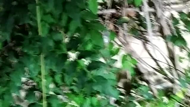 House in a forest