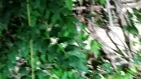 House in a forest
