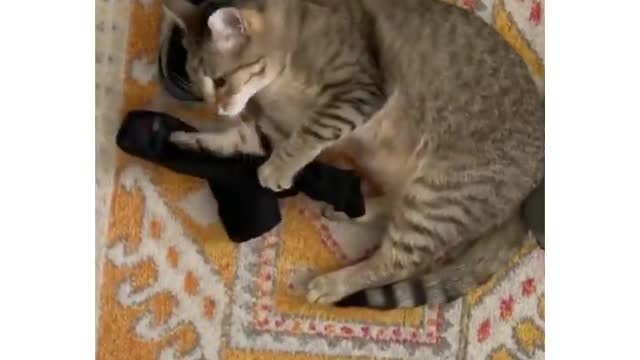 Cat playing with shoes